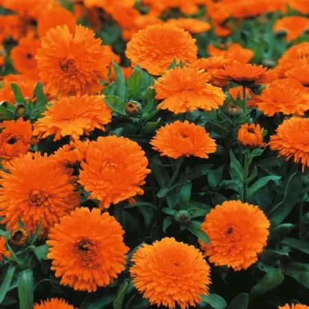 Calendula Pure Floral Absolute Oil 1